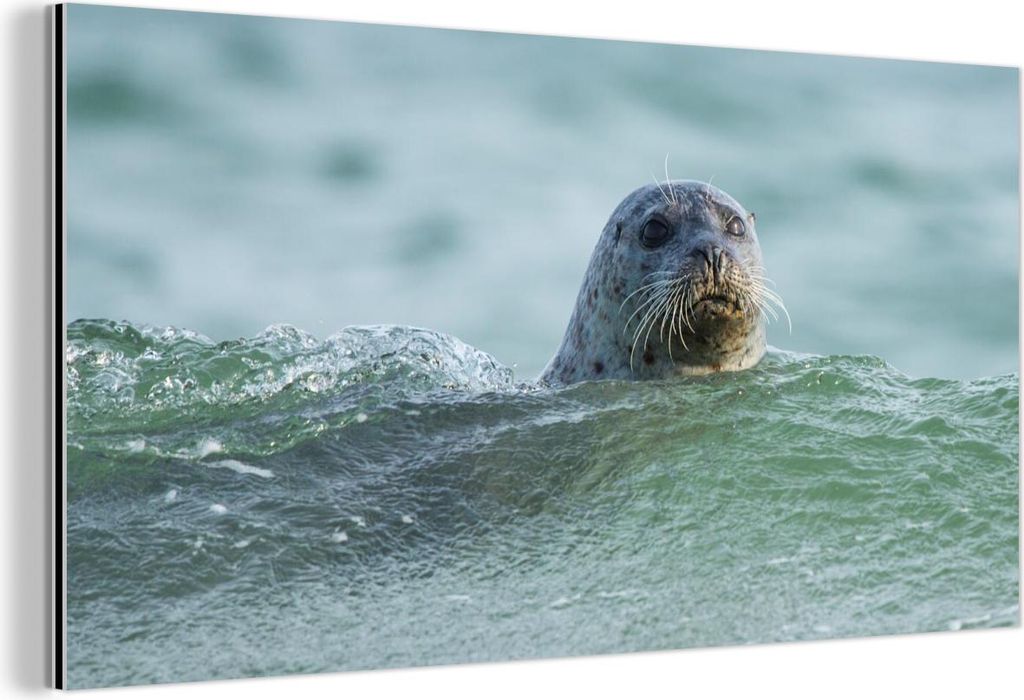 MuchoWow Wanddekoration Metall Metallbild Wandkunst 40x20 cm Nordsee - Seehund - Wasser MuchoWow Aluminium Gemälde - Bild - Aluminium