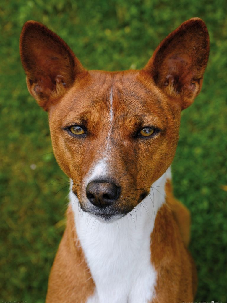 Hunde Kunstdruck Bild - Basenji, Kongo Terrier (80 x 60 cm)