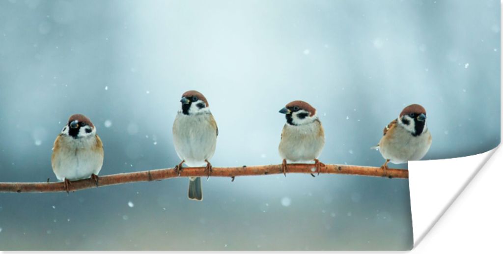MuchoWow Poster Vögel - Spatz - Schnee - Winter 80x40 cm - Wanddeko