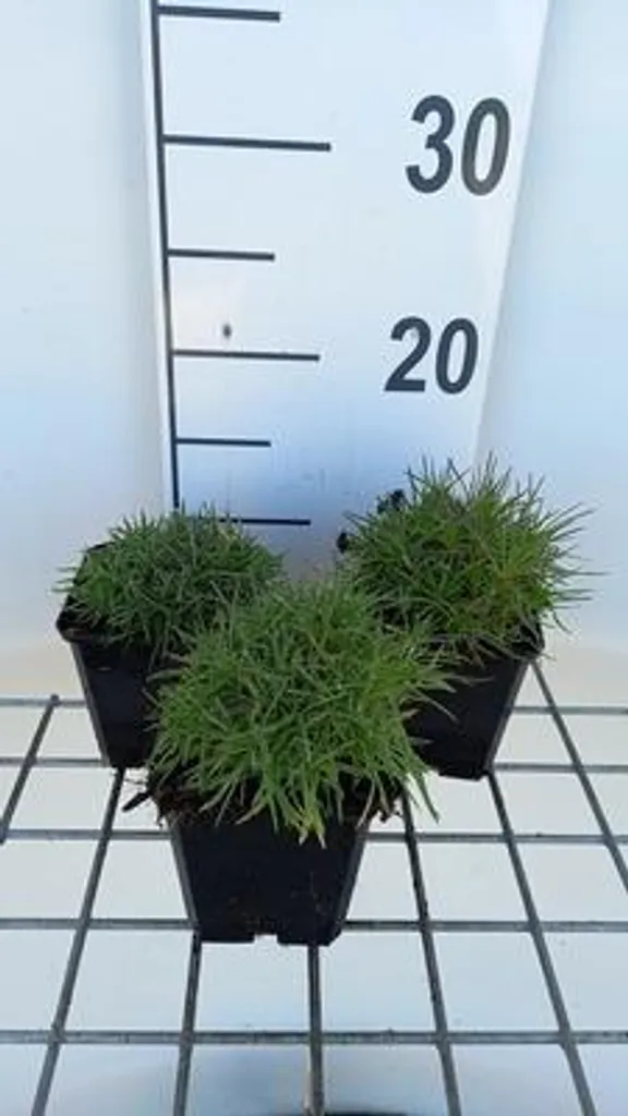 Oeillet des sables parfumé : Lot de 6 Dianthus robustes en pot 9cm