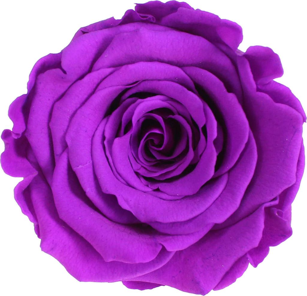 Infinity Rose L Ø5cm konserviert stabilisiert haltbar Rosenkopf ewige Rosenblüte 1 St. Purple (pur02)