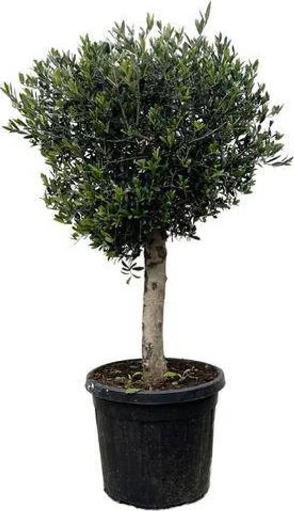 Grand Olivier d'ornement en pot 180 cm - Plante d'extérieur facile à vivre