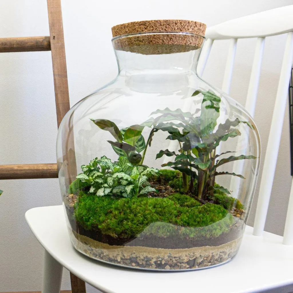 Kit terrarium DIY Ø 29 cm avec plantes et mousse - Écosystème complet