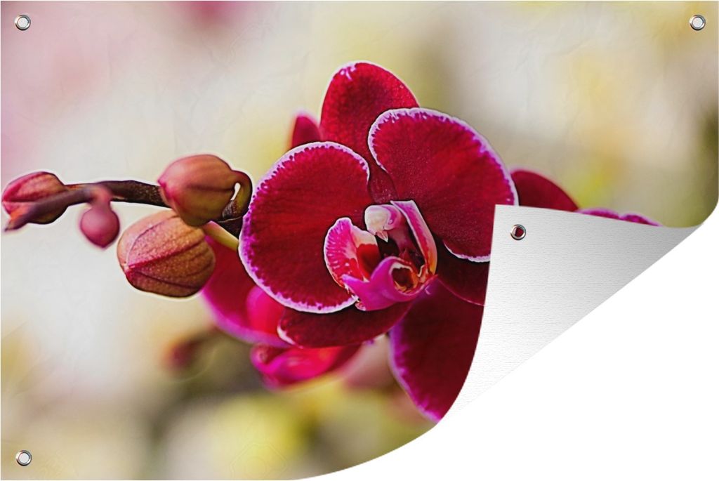 MuchoWow 90x60 cm Outdoor-Poster Gartendeko Sichtschutz Garten Poster für den Garten Nahaufnahme von roten Orchideen vor einem unscharfen Hinte...