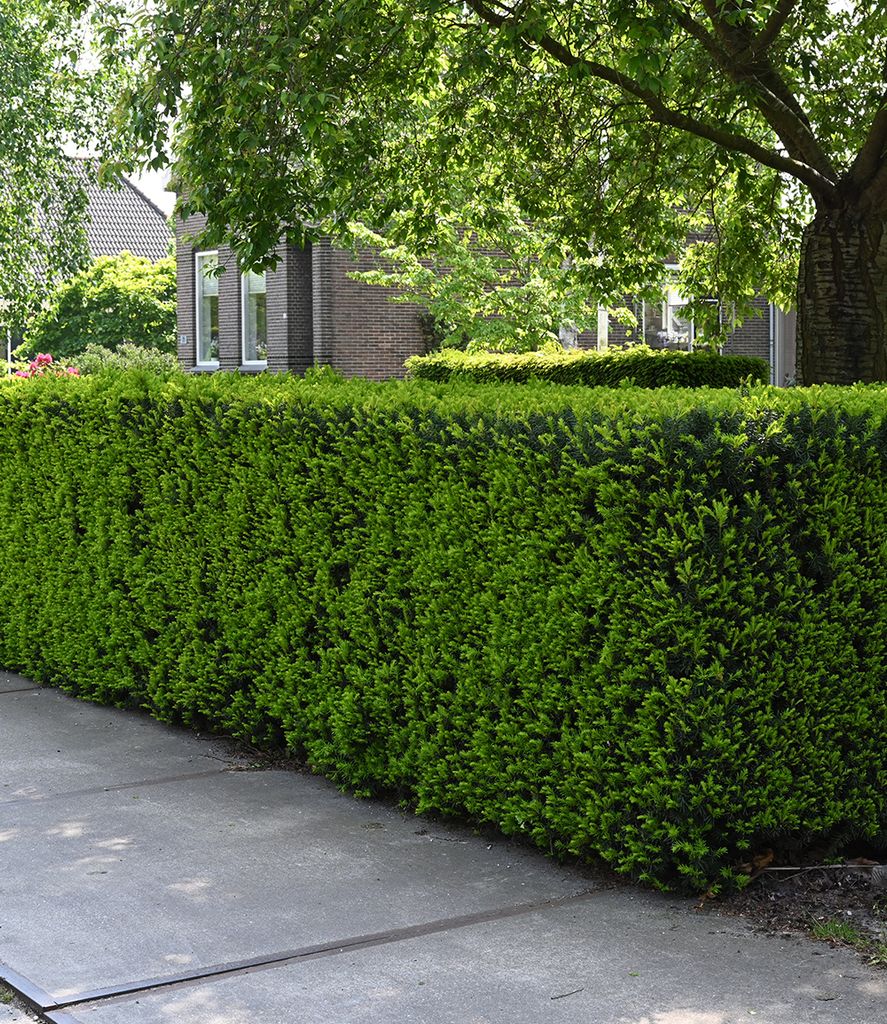 BALDUR Garten Eiben-Hecke, 1 Pflanze, Taxus baccata, winterhart, Heckenpflanze, immergrün, für Standort im Schatten geeignet, Sichtschutz, weiche...