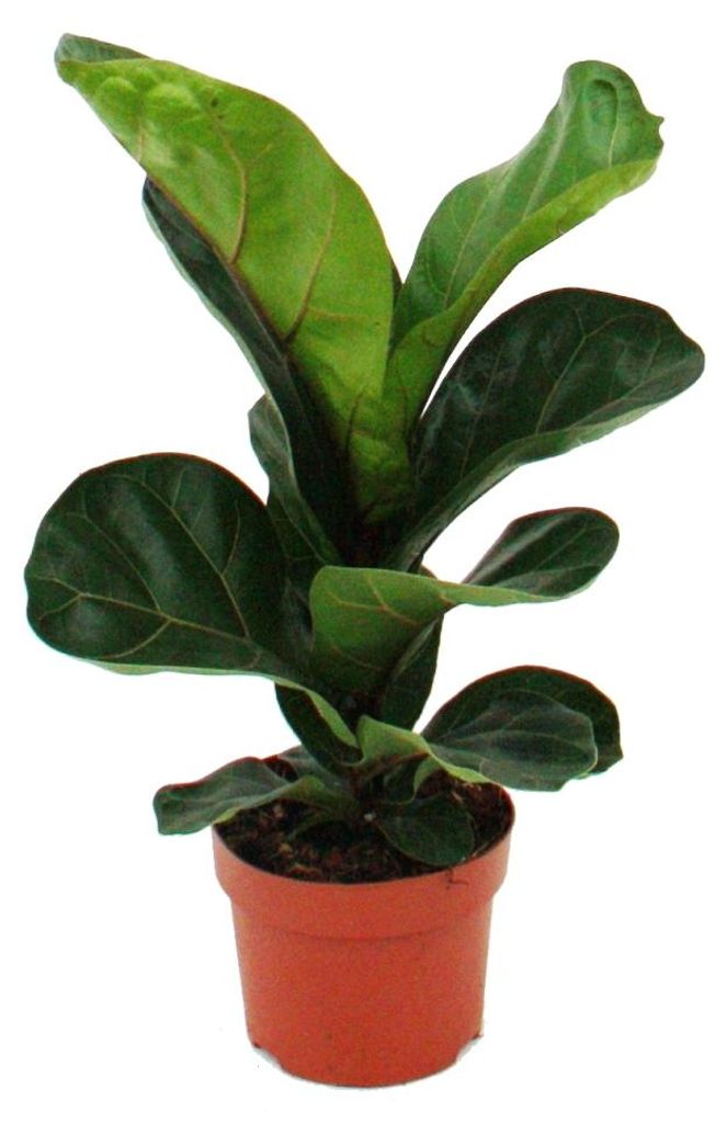 Ficus lyrata, houslový fík 12cm květináč Obrázek produktu 