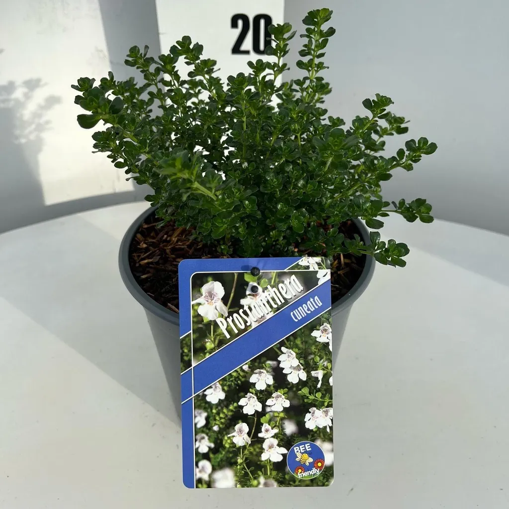 Menthe des montagnes pour rocaille et balcon - Prostanthera 20-25 cm