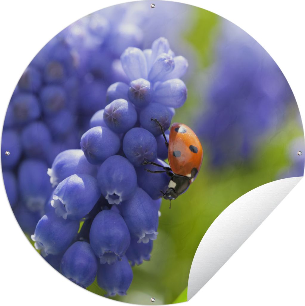 MuchoWow Gartenposter Outdoor-Poster Rund Marienkäfer - Blumen - Makro Ø 90 cm Gartendeko Rundes Poster draußen