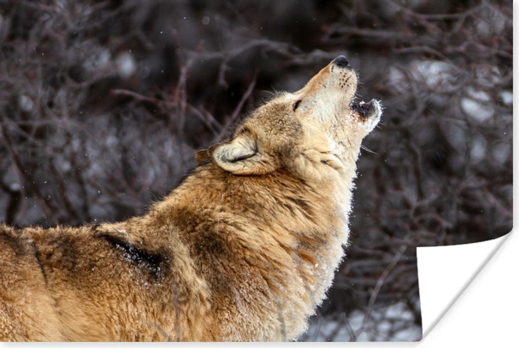 MuchoWow Poster Wolf - Winter - Wald 90x60 cm - Schlafzimmer