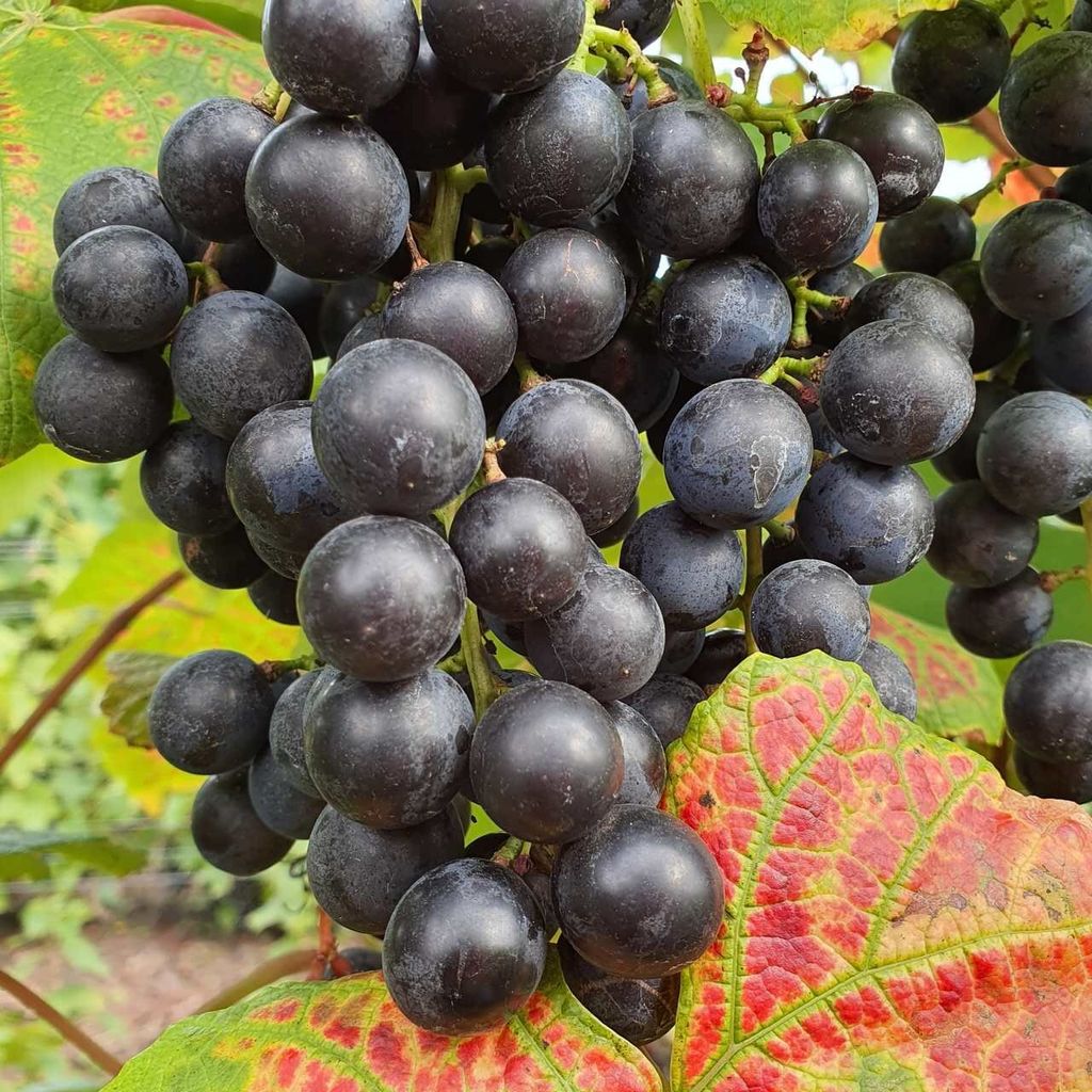 Vinná réva Buffalo 2L Obrázek produktu 