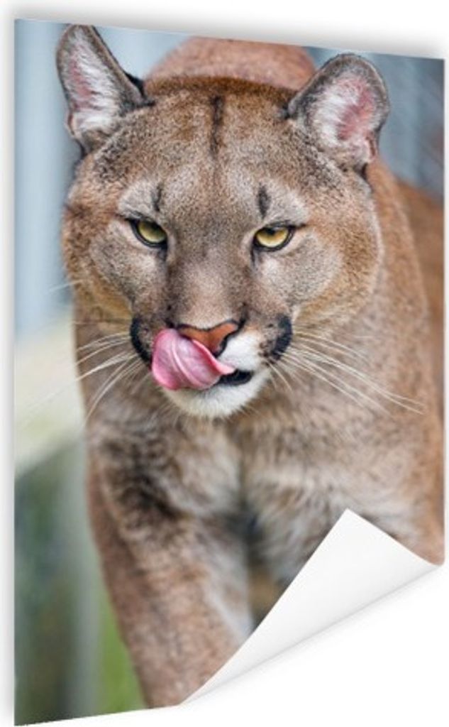 MuchoWow Poster Laufender Puma 120x180 cm - Kunstposter