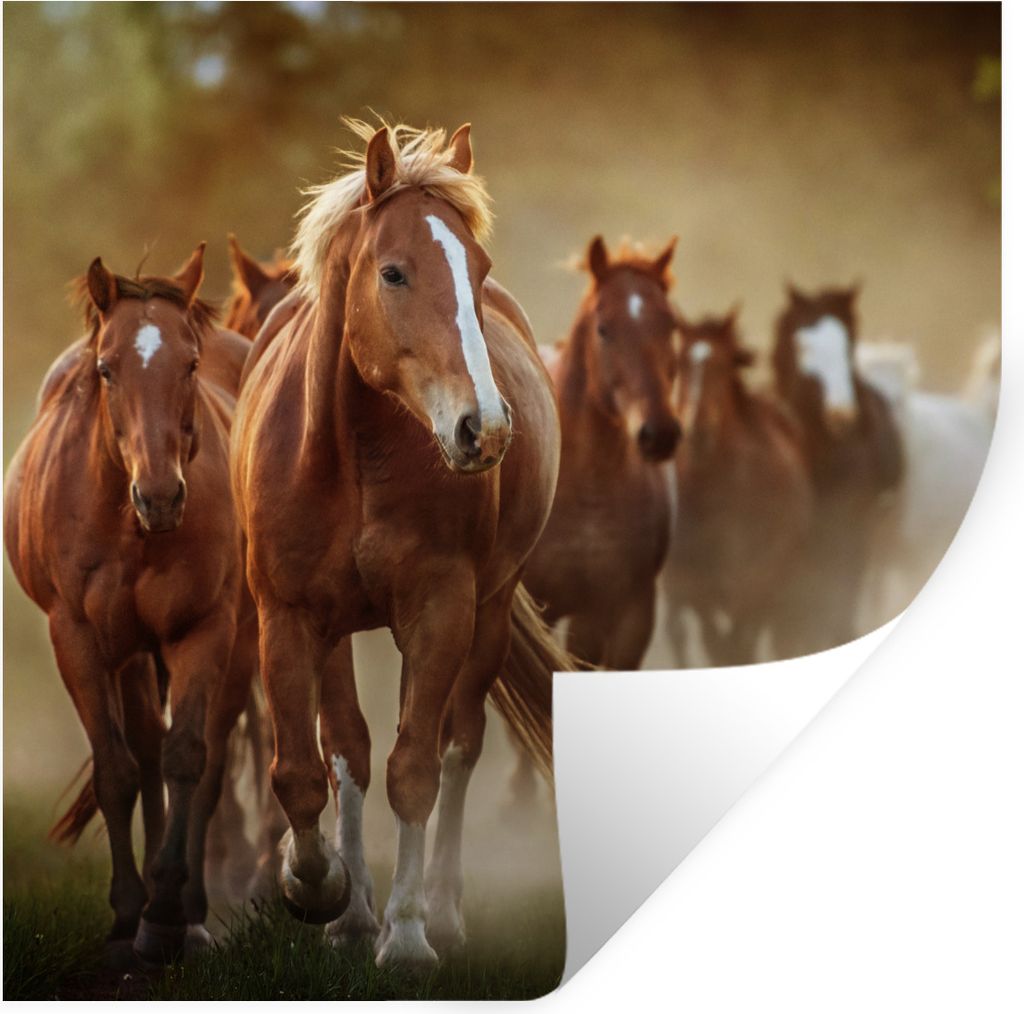 MuchoWow Wandtattoo Wandsticker Wandaufkleber Pferde - Licht - Natur 80x80 cm Selbstklebend und Repositionierbar - Wierderverwendbar - Selbstklebend