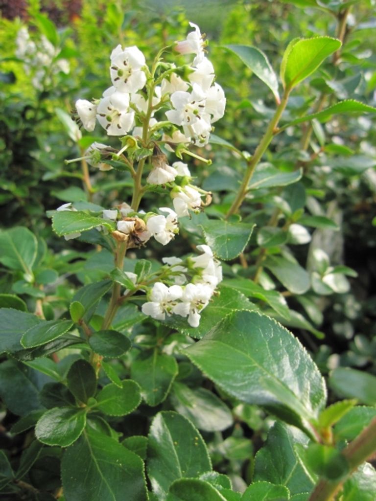 Andenstrauch Iveyi - Escallonia Iveyi - immergrüner Duftstrauch 30-40