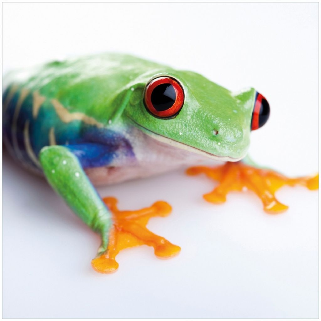 Wallario Memoboard Magnettafel aus Glas, Größe 50 x 50 cm, Motiv Lustiger Frosch in grün und orange