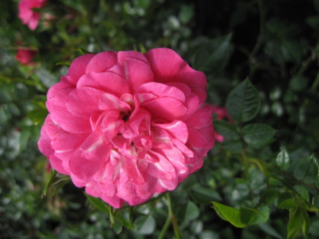 Rosa Knirps - Bodendeckerrose Knirps - Kordes Rose - ADR Rose