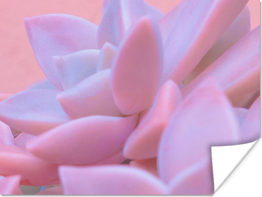 MuchoWow Poster Sukkulente - Sommer - Rosa - Pflanzen 40x30 cm - Plakate für die Wände - Poster Wohnzimmer