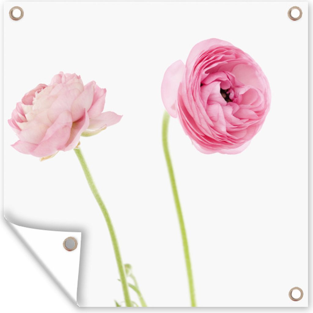 MuchoWow 100x100 cm Outdoor-Poster Gartendeko Sichtschutz Garten Poster für den Garten Rosa Butterblumen mit weißem Hintergrund