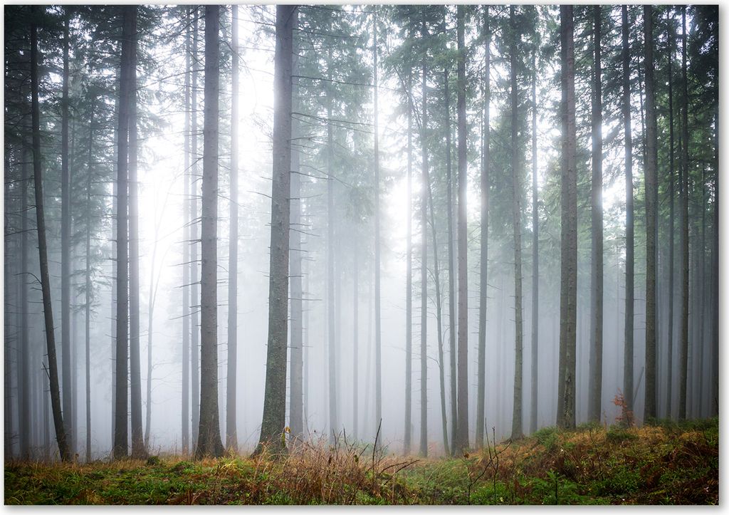 Tulup Leinwandbild - 100x70 cm - Wandkunst - Drucke auf Leinwand - Leinwanddruck - Landschaften - Grau - Nebel im Wald