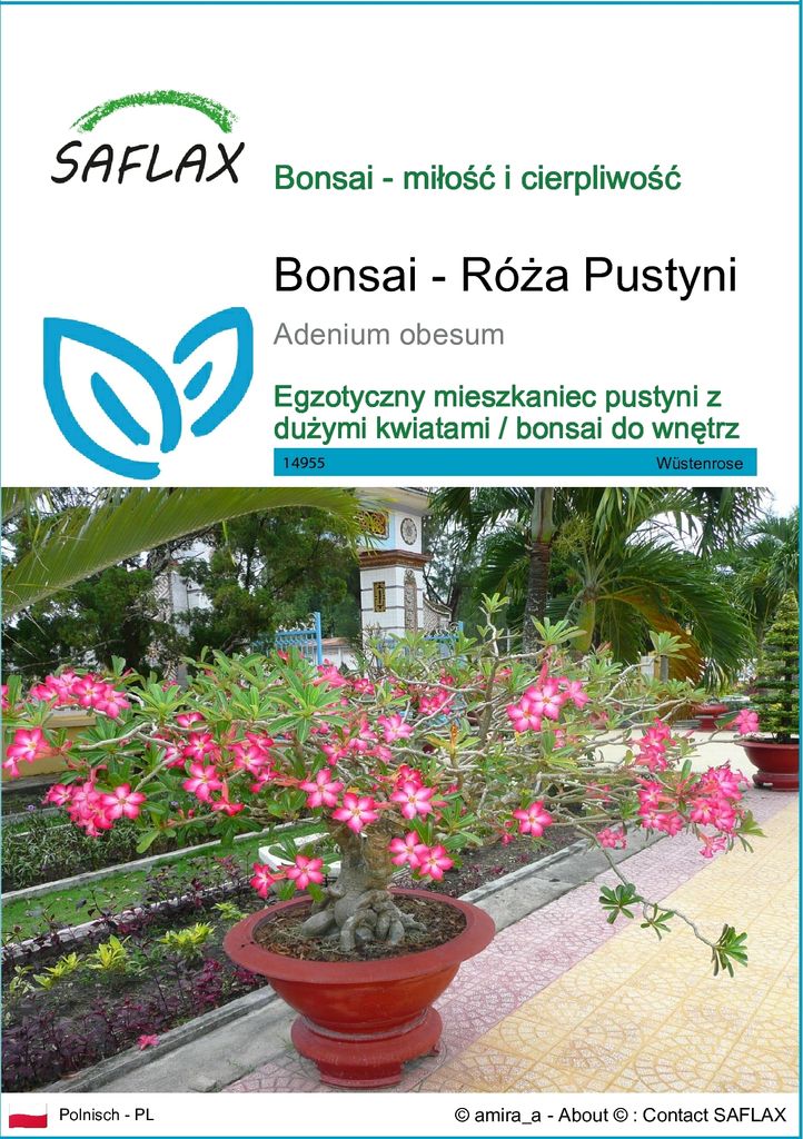 SAFLAX - Bonsai - Róża Pustyni - 8 Nasiona - Adenium obesum Zdjęcie produktu 