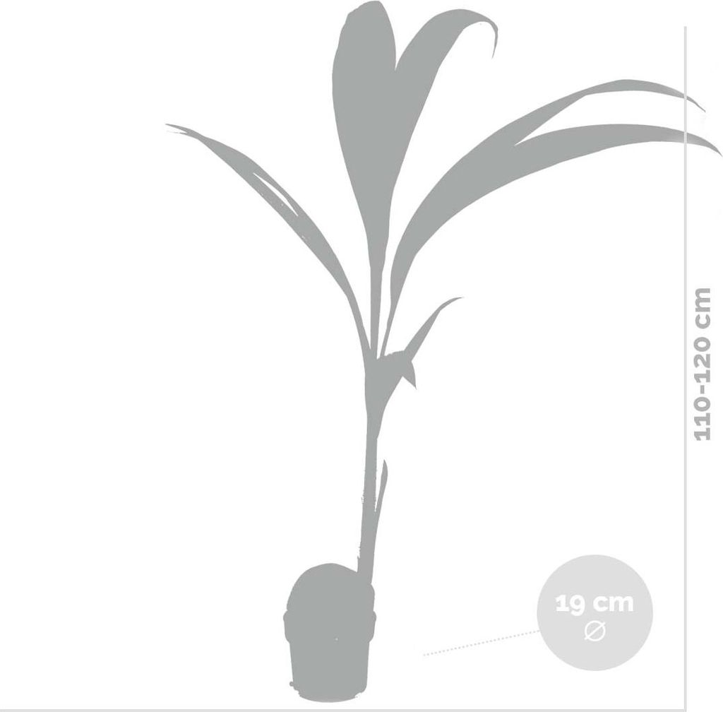 Bloomique - Cocos Nucifera - Kokospalme - Zimmerpflanzen