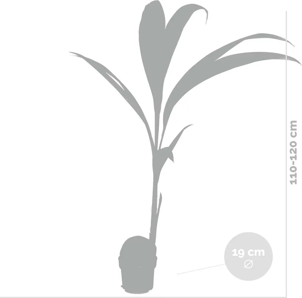Cocotier Intérieur Robuste Cocos Nucifera - Plante Facile 90 cm - 5