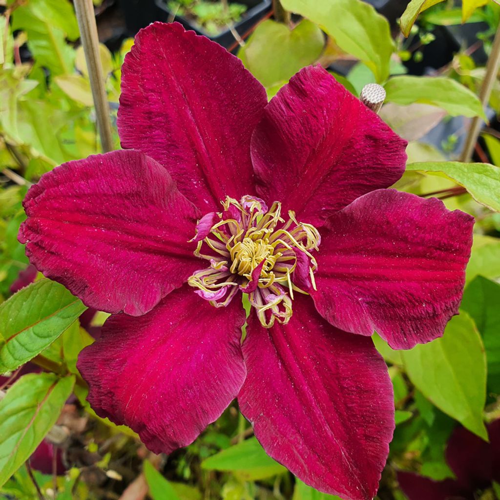Clematis Westerplatte 1L
