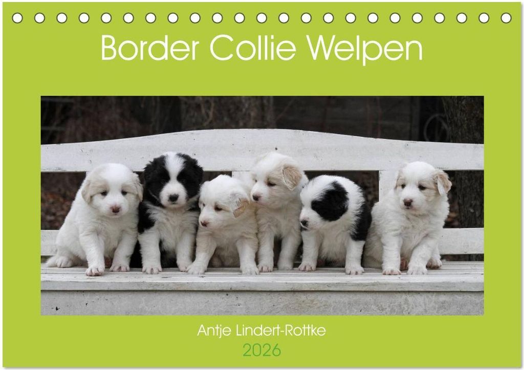 Border Collie Welpen (Tischkalender 2026 DIN A5 quer), CALVENDO Monatskalender