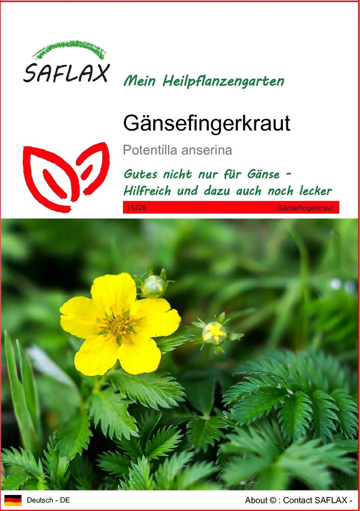 SAFLAX - Heilpflanzen - Gänsefingerkraut - 20 Samen - Potentilla anserina