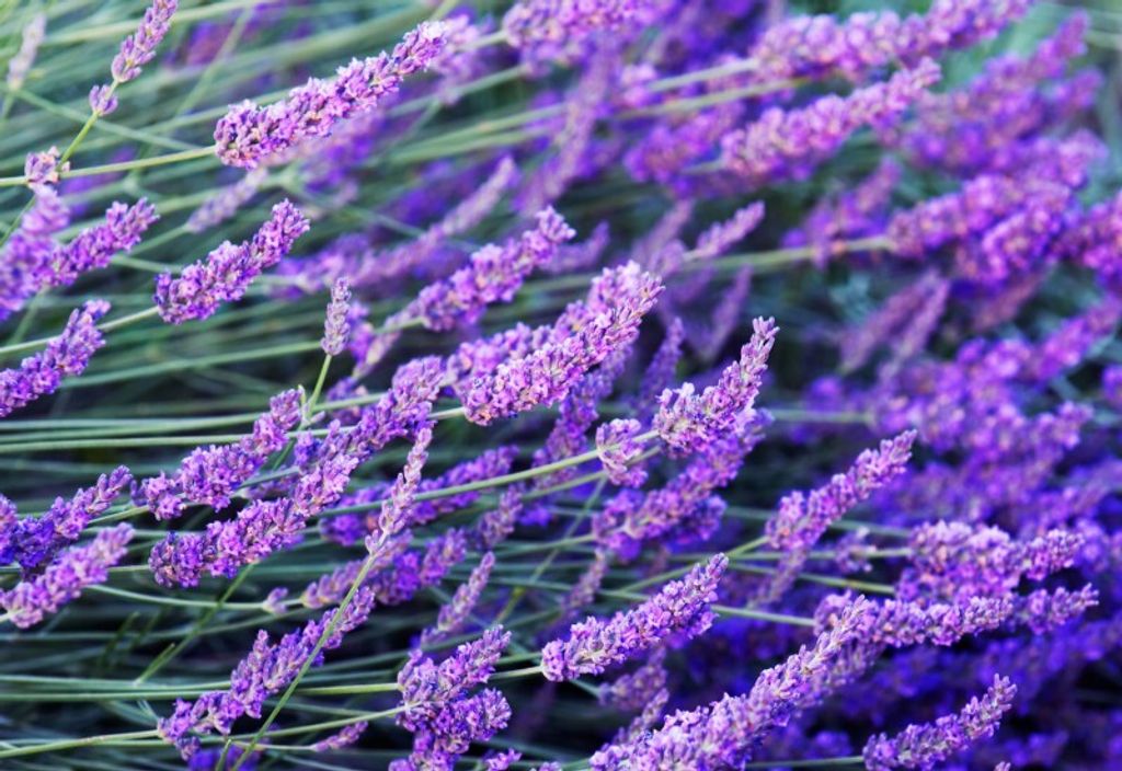 Lavendel - 100 Samen