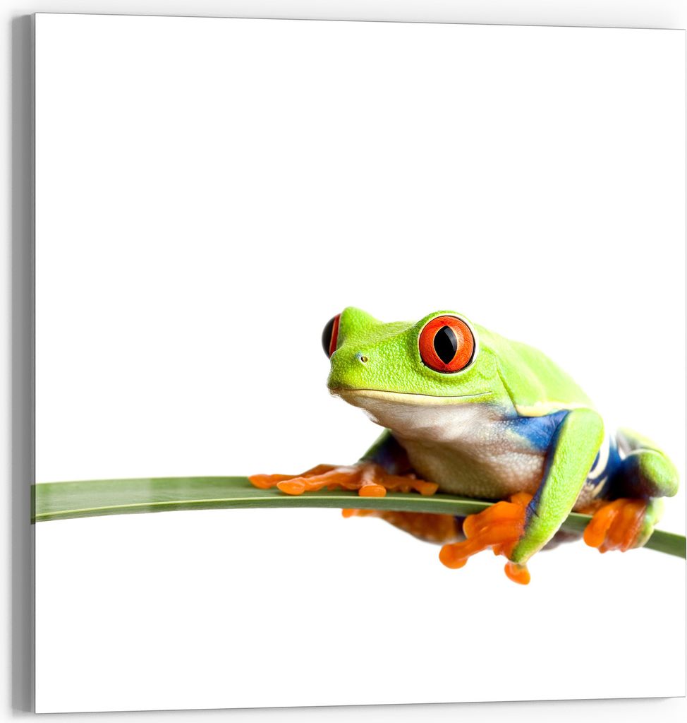 DEQORI Glasbild Echtglas 30x30 cm 'Neugieriger Frosch' Wandbild Bild modern Deko