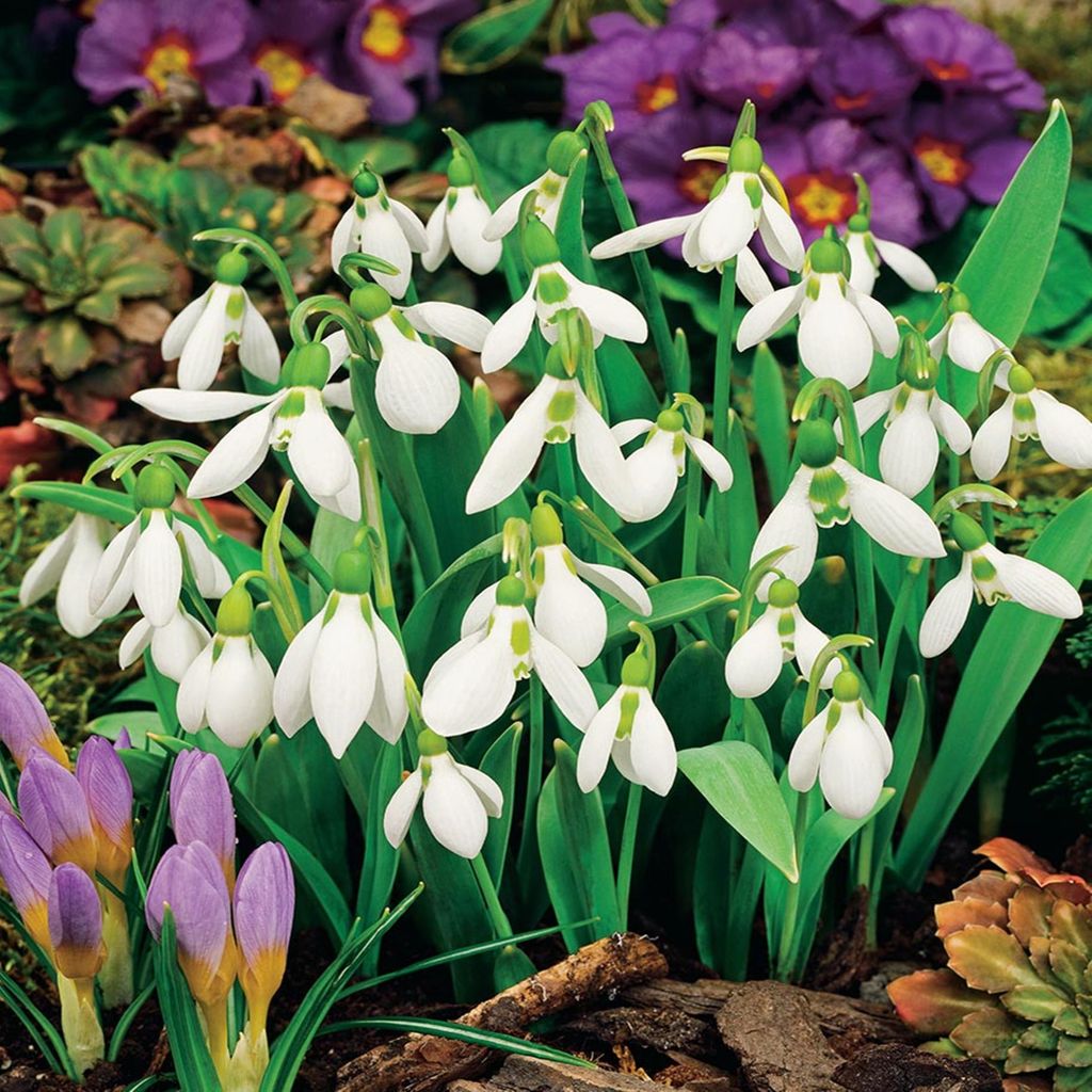 Galanthus Bulbi da fiore Bulbi da fiore Bucaneve Nivalis 5 Immagine del prodotto 