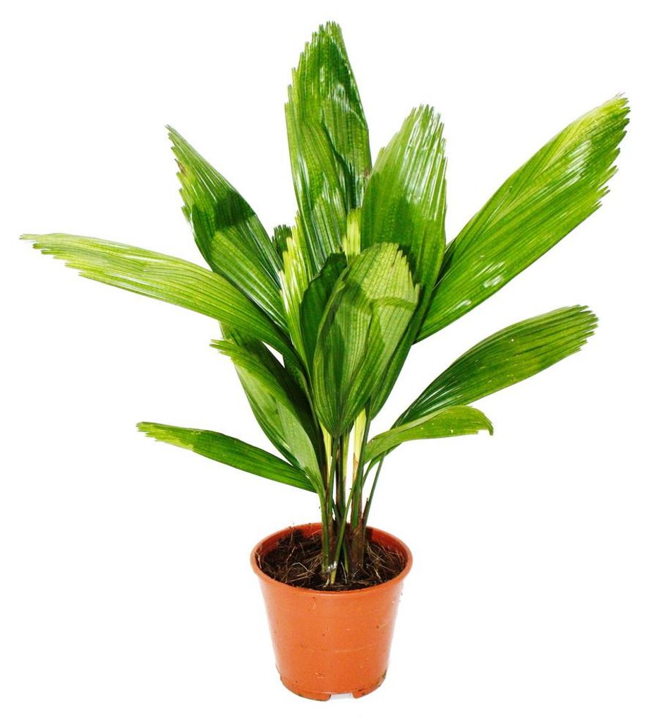 Strahlenpalme - Licuala grandis - Zimmerpalme - Vanuatu-Strahlenpalme - 13cm Topf