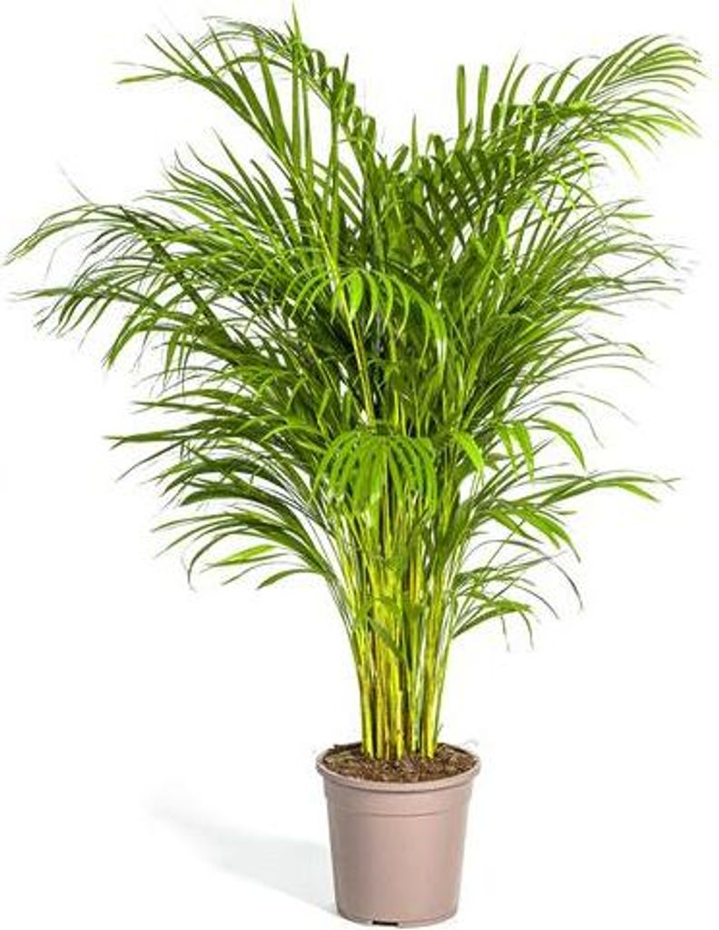 Dypsis Areca Lutescens – Goldfruchtpalme – Zimmerpflanze Ø24cm 120-140cm – Tropisch & dekorativ – Federartige Blätter – Pflegeleicht