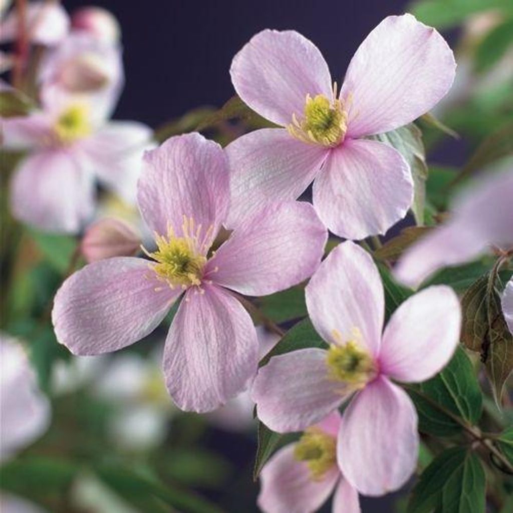Clematis montana ‘Rubens’ – Rosa Berg-Waldrebe | Duftende, winterharte Kletterpflanze 30–50 cm