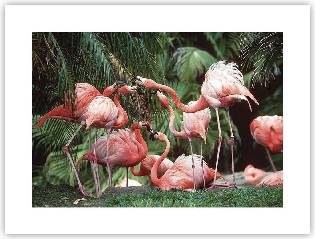 Poster - Poster ohne Rahmen - Palmen Herde Flamingos - 40x30 cm - Wand Bild - Wanddeko - Wandbilder - Kunstposter - Wandposter - Bilder - Kunstdruc...