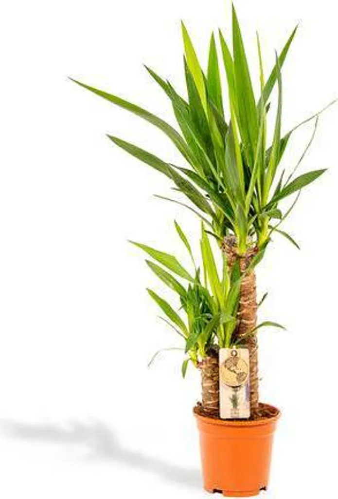Yucca Plante Increvable 90 cm - Solution Verte pour Débutant Ø17cm