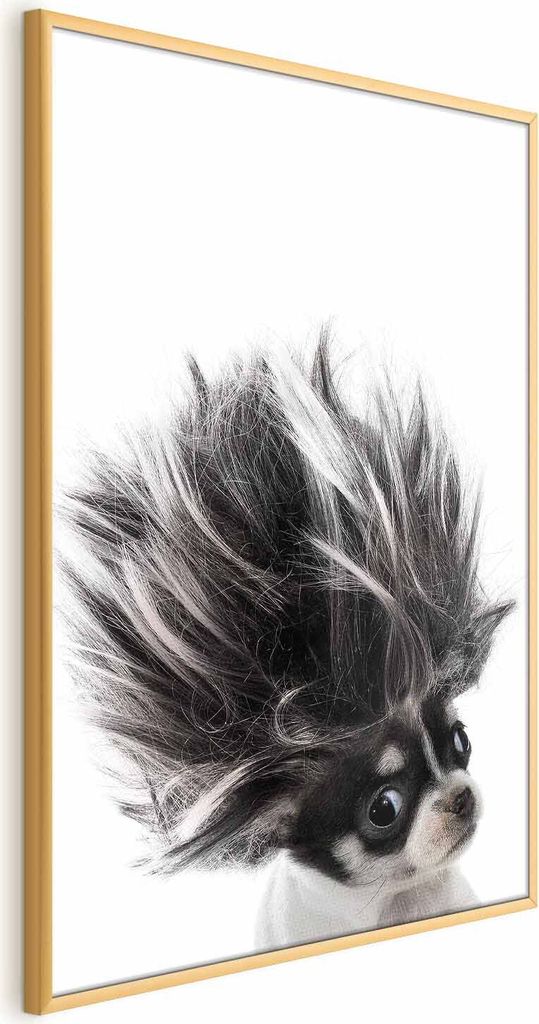 Posterpapier Poster - Chihuahua 60x90 cm Für Kinder g-B-0099-ao-a