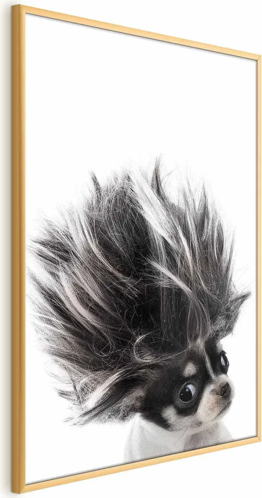 Poster Chihuahua 40x60 cm con cornice dorata senza margine