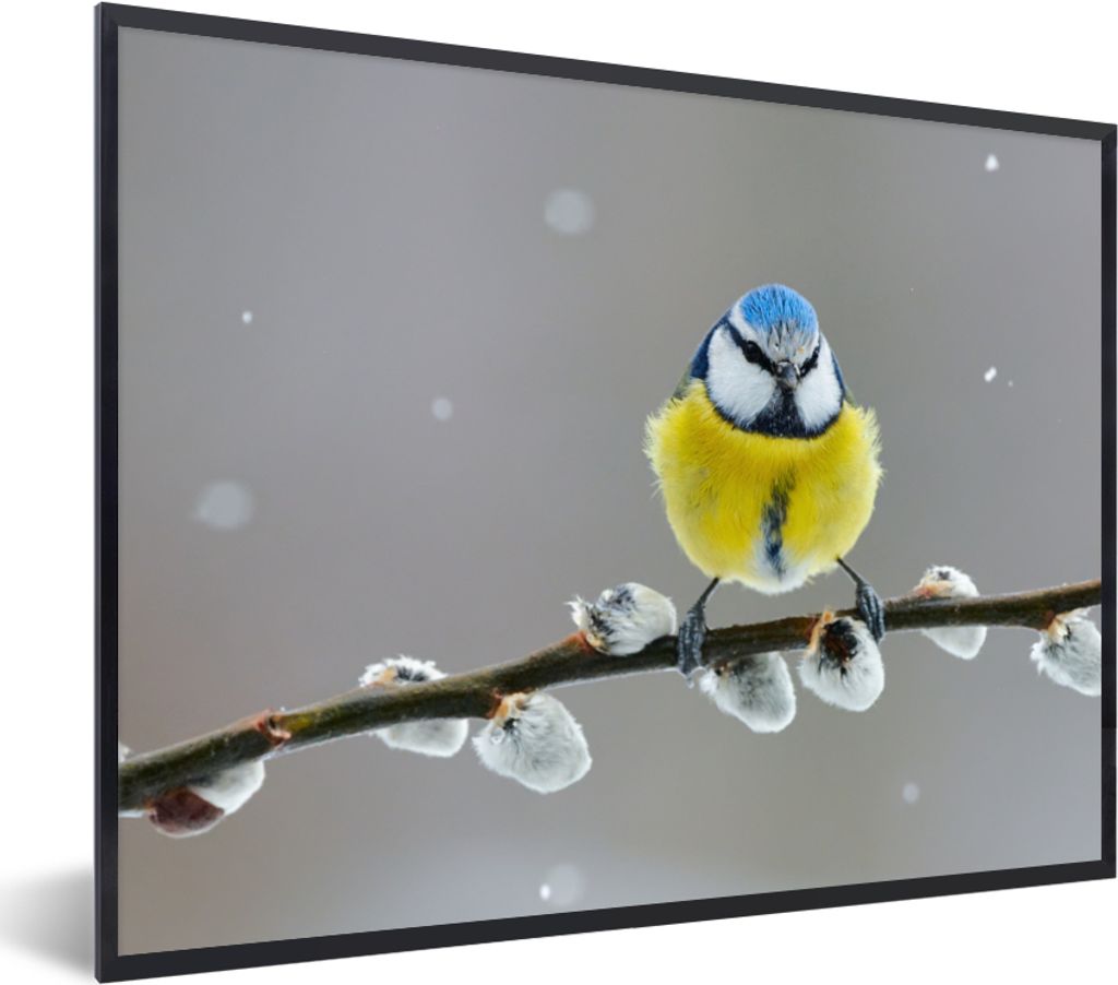 MuchoWow Gerahmtes Poster Blaumeise - Vogel - Zweig - Gelb - Blau 80x60 cm - Poster mit Schwarzem Bilderrahmen Wandposter Rahmen Foto Bilder - Sc...