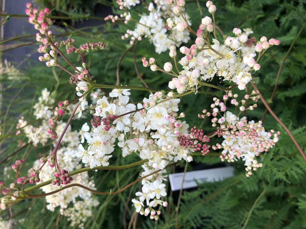 6 x Filipendula vulgaris - Kleiner Mädesüß - Topf 9x9 cm