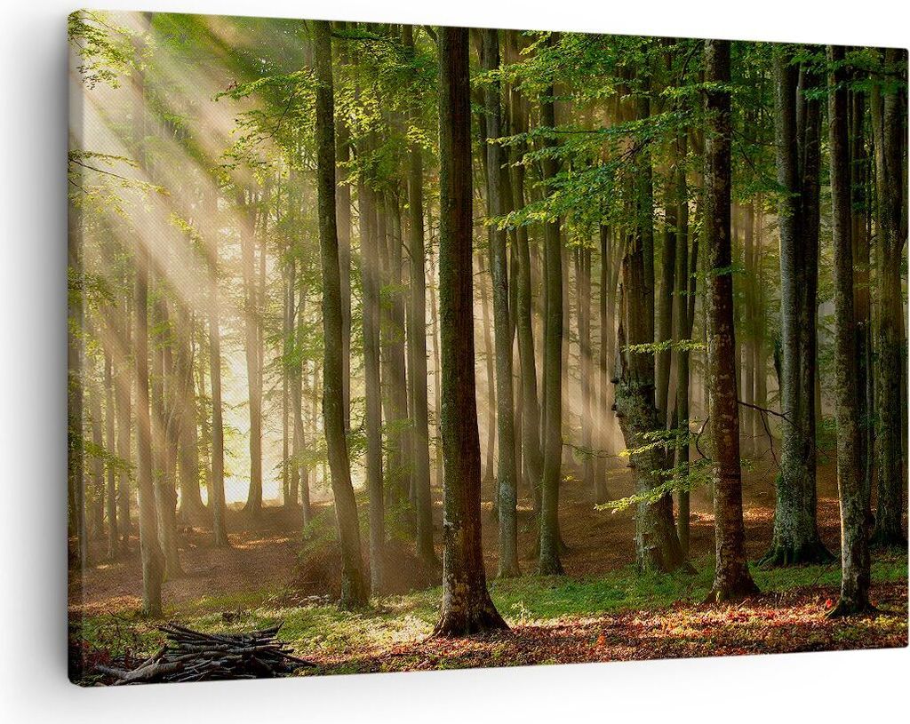 Bild auf Leinwand - Leinwandbild - Wald Baum Natur - 70x50cm - Wand Bild - Wanddeko - Wandbilder - Leinwanddruck - Bilder - Kunstdruck - Wanddekora...