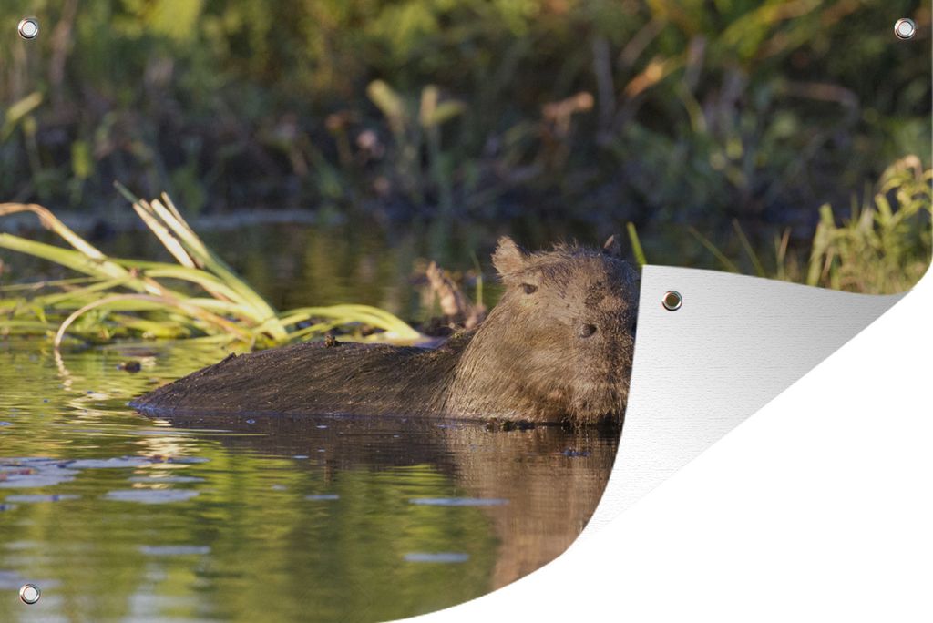 MuchoWow 90x60 cm Outdoor-Poster Gartendeko Sichtschutz Garten Poster für den Garten Capybara im Wasser