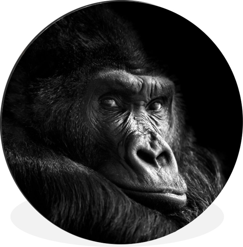 MuchoWow Aluminium Wandkreis Gorilla - Affe - Schwarz - Weiß - Porträt Ø 30 cm Wanddeko Modern Wohnzimmer - Wand Bild - Wohnzimmer - Runde Bil...