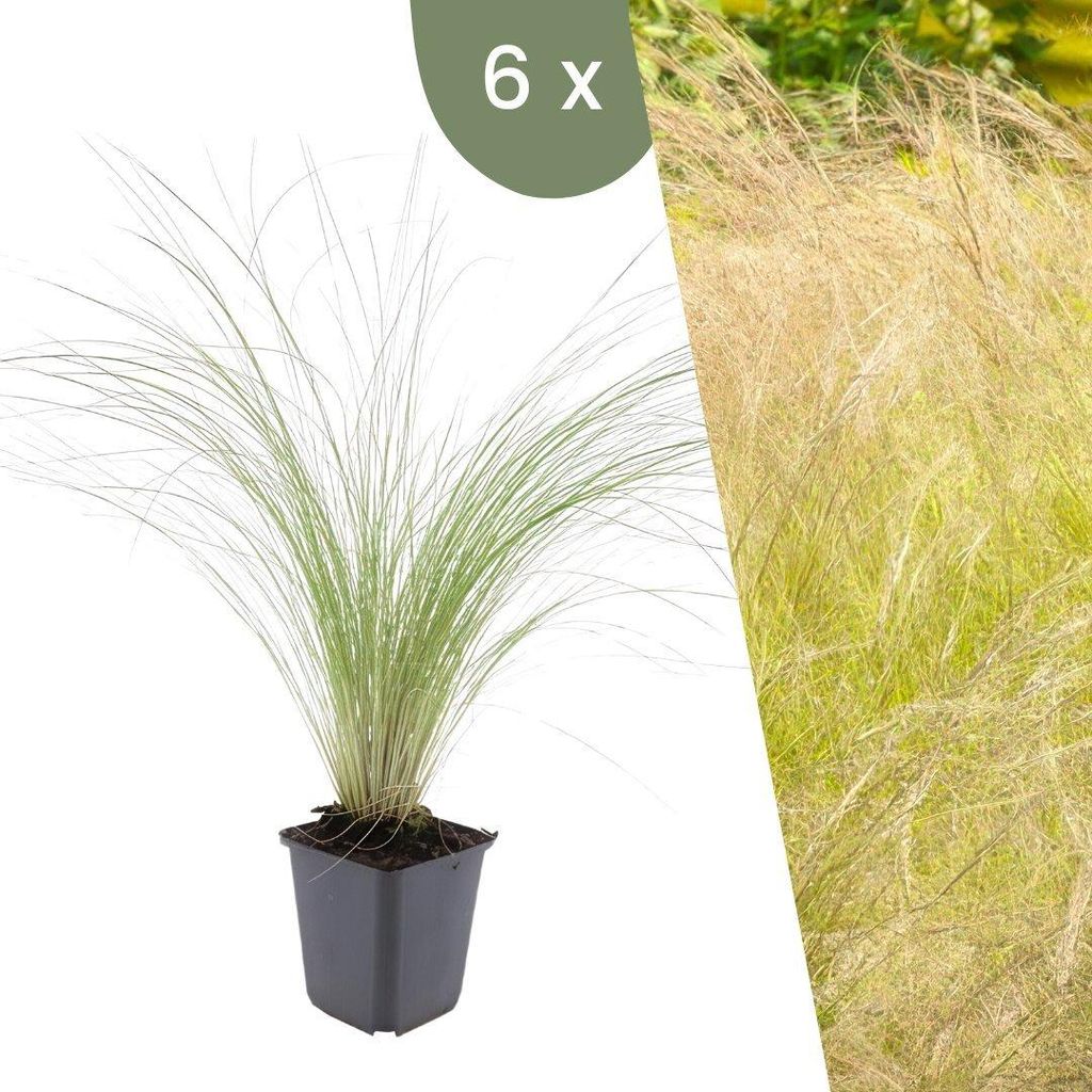 Plants by Frank | 6 Federgras Pflanzen | Stipa Tenuissima Produktbild 