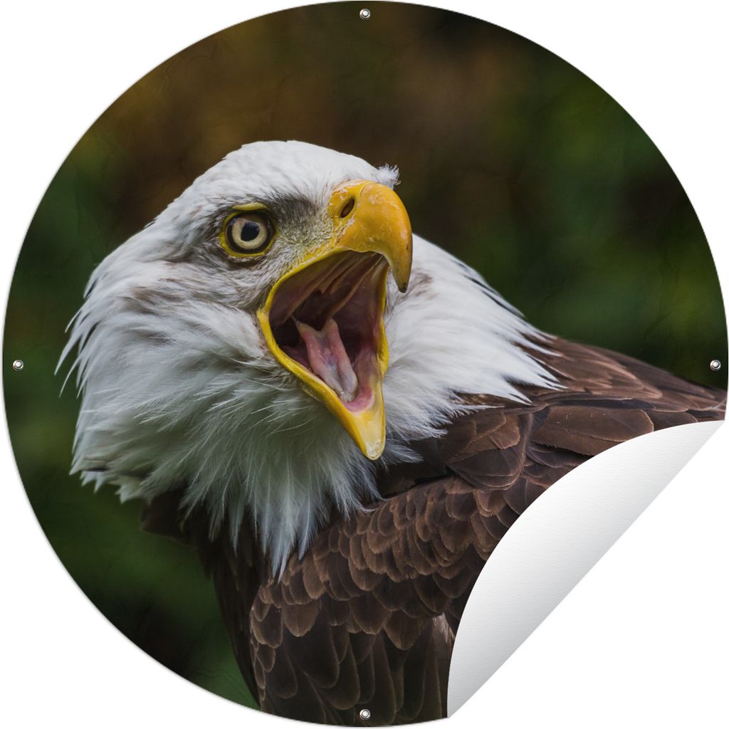MuchoWow Gartenposter Outdoor-Poster Rund Ein krächzender Weißkopfseeadler Ø 90 cm Gartendeko Rundes Poster draußen