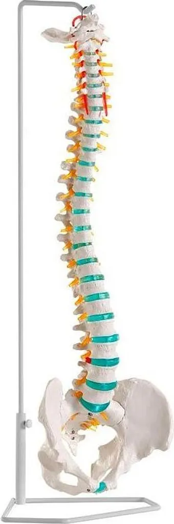 Colonne vertébrale flexible Erler-Zimmer pour cabinet d'ostéo