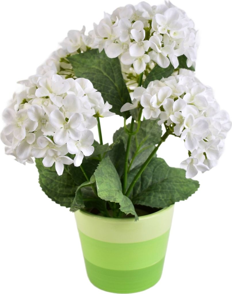 Hortensie weiß 5 Blumen im Keramiktopf 33x27 cm