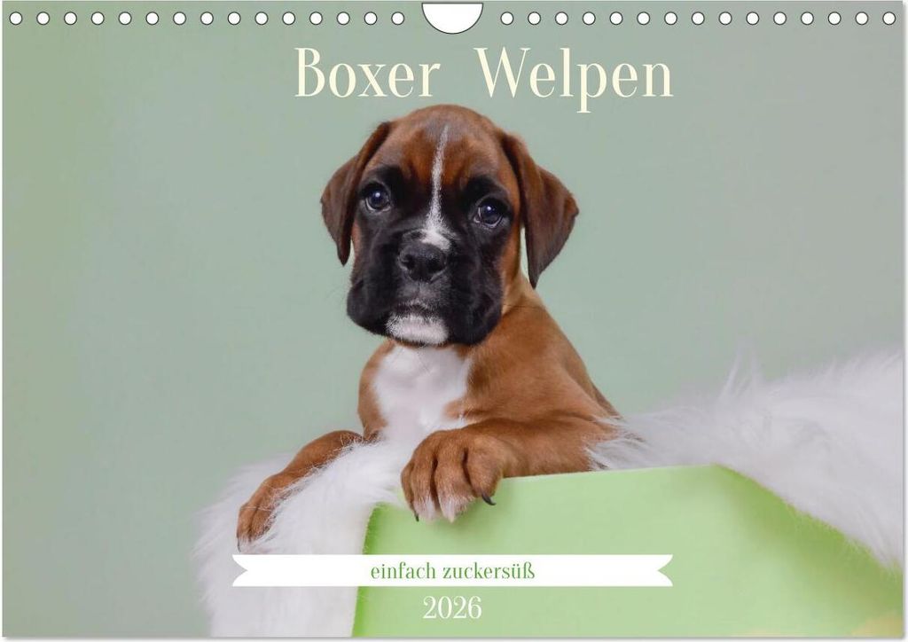Boxer Welpen einfach zuckersüß (Wandkalender 2026 DIN A4 quer), CALVENDO Monatskalender