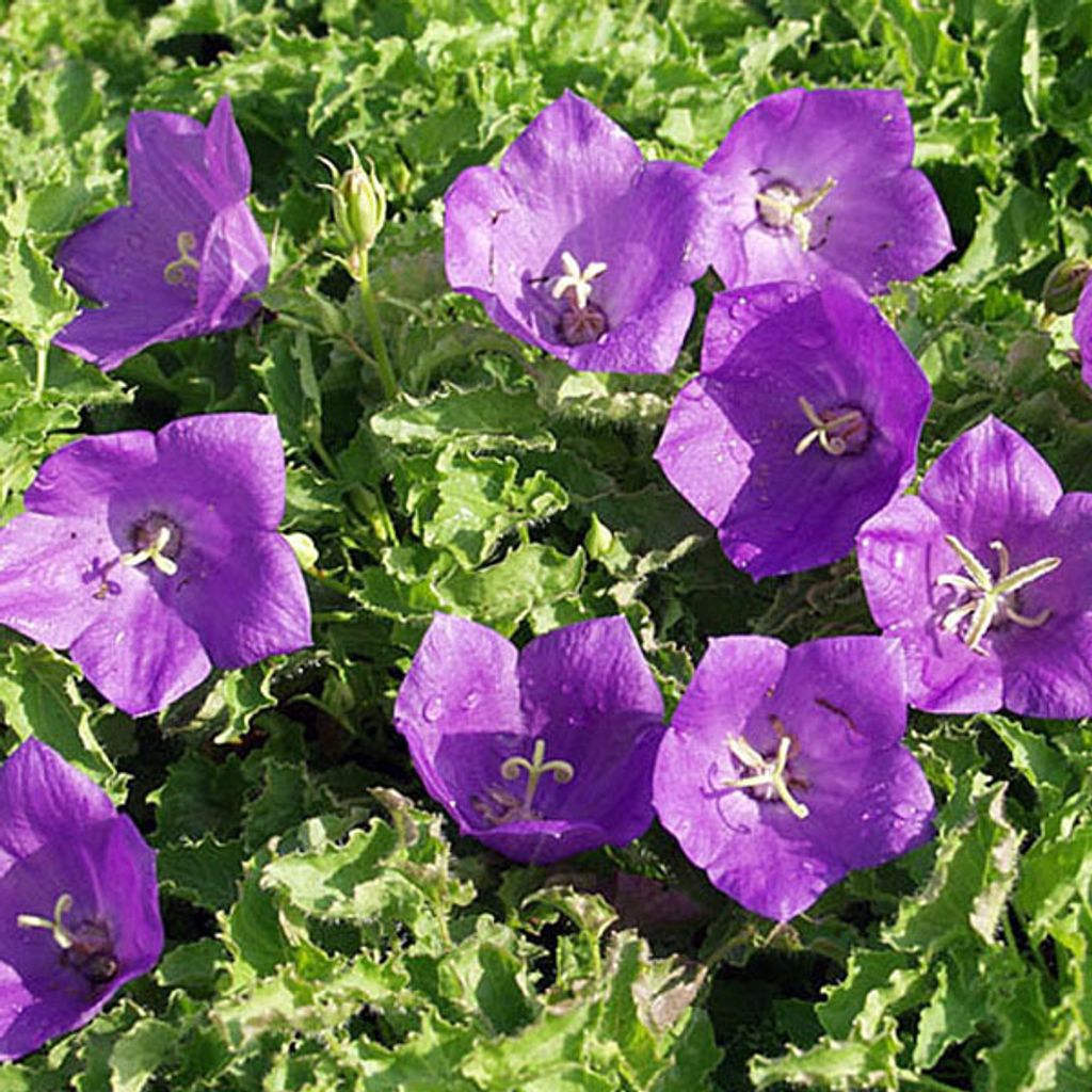 6 x Niedrige Glockenblume - Campanula carpatica 'Blaue Clips' | Topf 9cm x 9cm