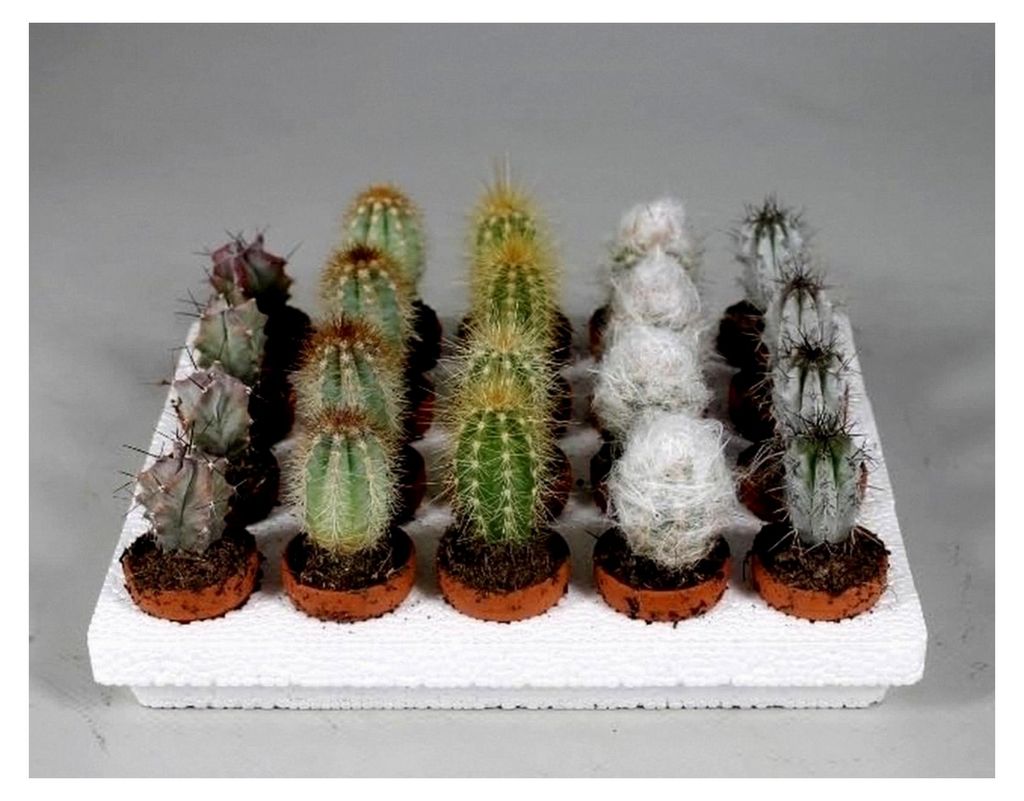 Mini-Kaktus Set mit 10 Pflanzen im Tontopf - Dekoration für Zuhause, ca. 5 cm